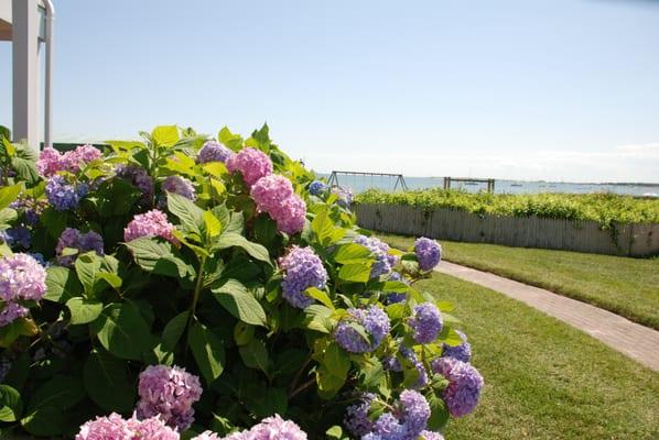 Green Harbor Resort - Hydrangeas