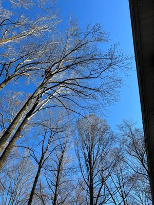 Tree Trimming