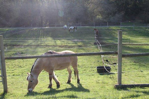 Residents of Cedar Valley Stables are relieved that Spring has finally arrived!