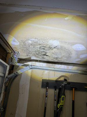 Mold in garage