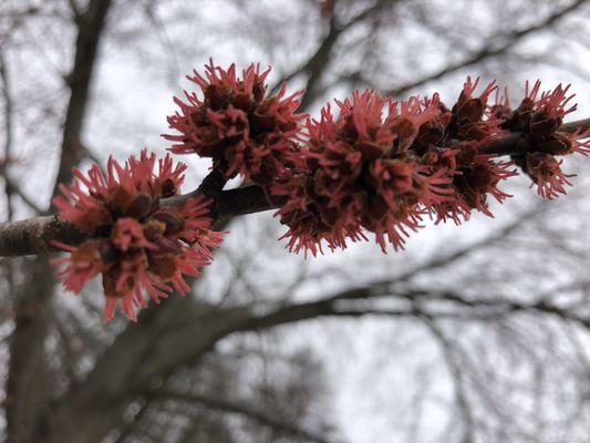 Silver Maple Blooms