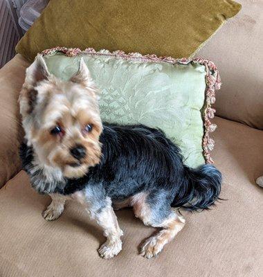 Renata developed this cut. It prevents him from matting while still letting him look like the spoiled Yorkie he is!