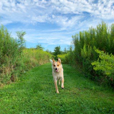 Winery pup George