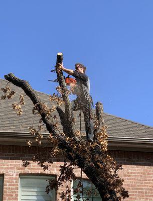 Cut it down tree service