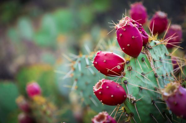 The beautiful Prickly Pear Cactus, the inspiration for my logo, and my reminder of the beauty the Albuquerque high desert has to offer.