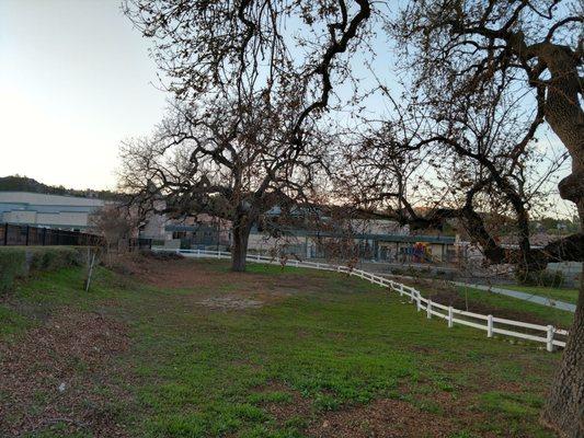 The old oak tree by the school