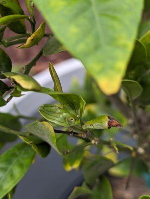 Bonita Creek Nursery