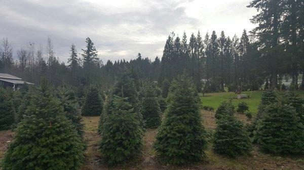 From the parking lot. Large variety of trees