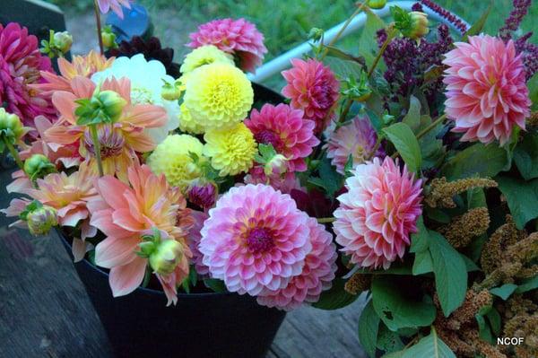 Certified-organic cut flowers are for sale at the Farm June-frost for bouquets, arrangements, and special occasions.