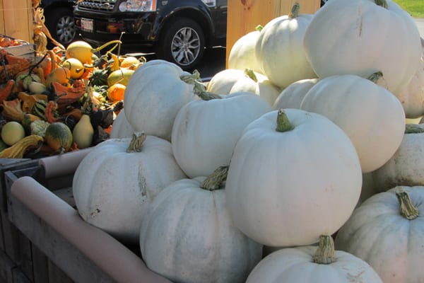 amazing pile of white pumpkins!