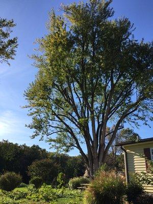 A large maple we performed a crown thinning