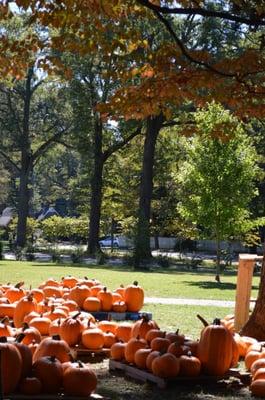 We have a pumpkin patch every year