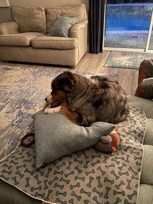 Rainbow Australian Shepherds