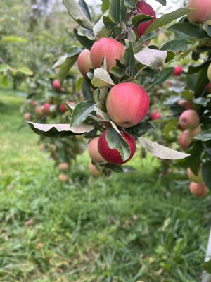 Apple on tree