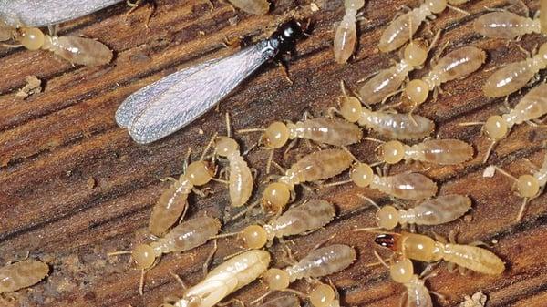 Termites can eat you out of house and home, literally. Let the experts at A.C.E. inspect and find the best ways to treat your home.