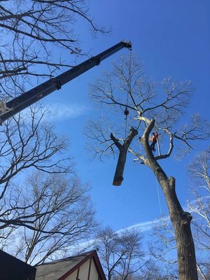 Crane tree climber