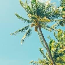 Coconut Harvests