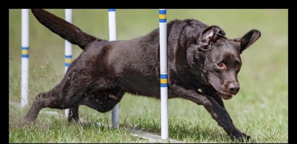 Many Chilbrook dogs are nationally ranked in agility