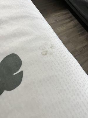 Paw prints and dog hair