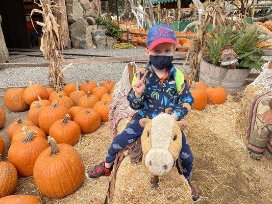 Pumpkin patch field trip