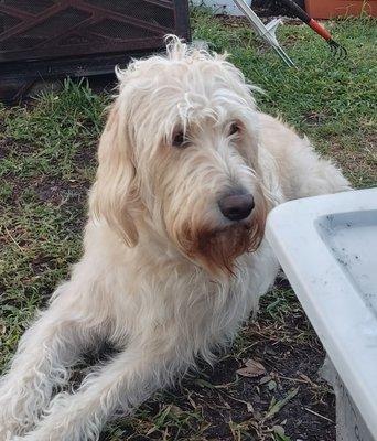 Charlie, my labradoodle.