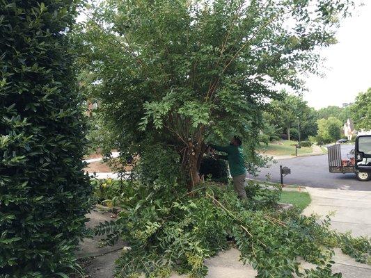 We do Tree Pruning! Keep your trees healthy and maintained!