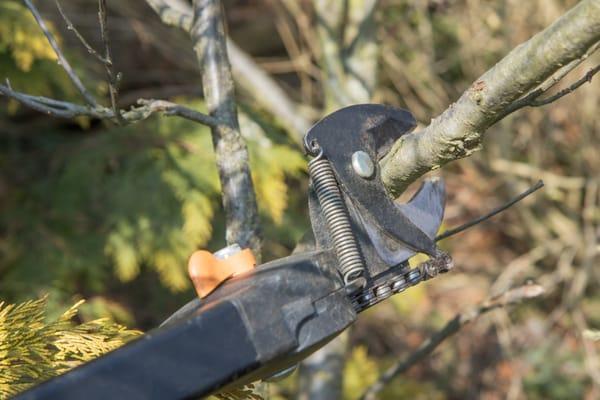 Grapevine tree trimming