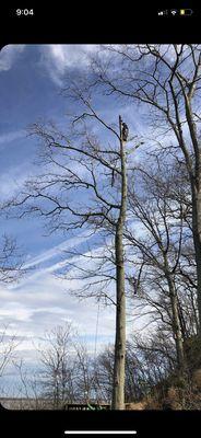 Pruning a tree