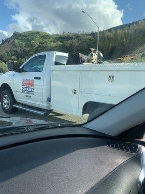 Dog riding in truck bed unsecured and terrified