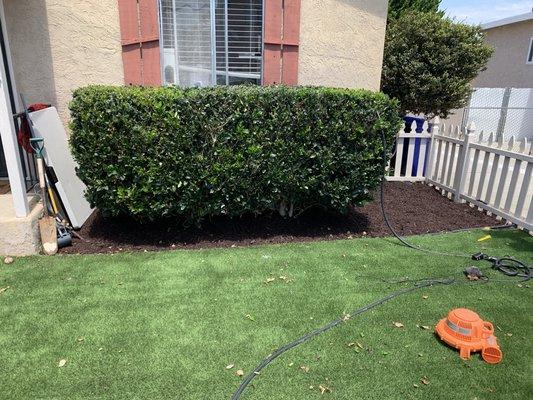 Hedge trimming and mulching