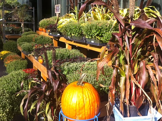 Stop by for your Fall decorating needs.