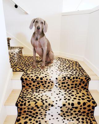 Custom Stair Runner and Custom Rug. Carpet Brand Glen Eden Out of Africa in Cheetah Print!