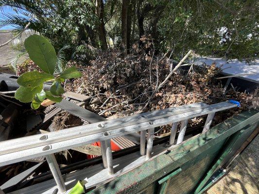 Tree debris