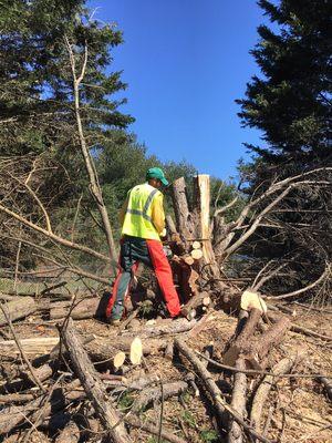 Tree Removal