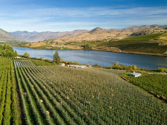 A Chelan Fresh grower's orchard along the Columbia River.