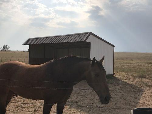 Horse enjoying the facility