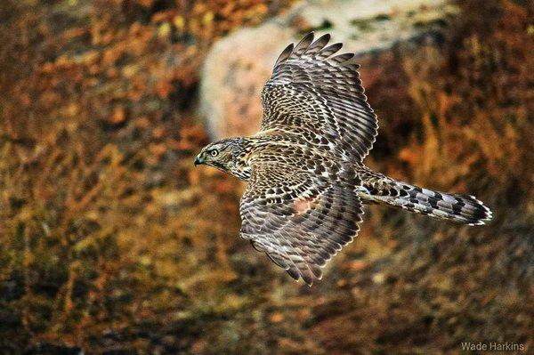 Really cool raptor photo