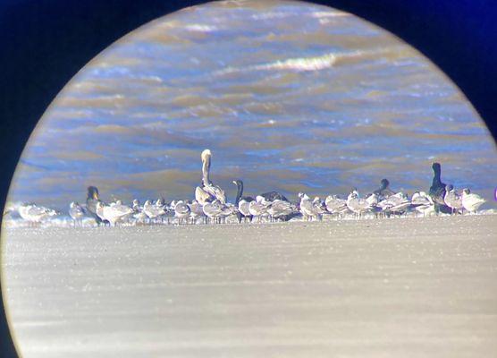 Jekyll Island Authority -- Ranger Walk, view of birds on southern tip of island