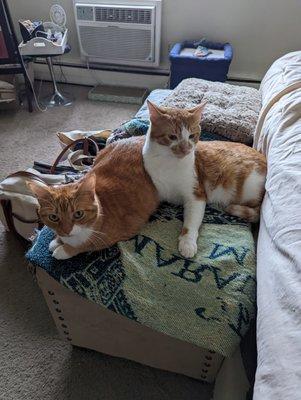 Our two cats adopted from STAF