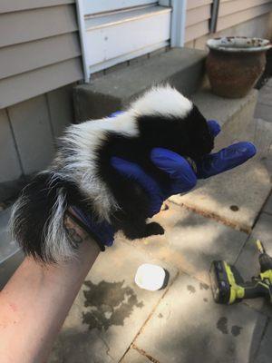 Skunks were removed from under a deck.