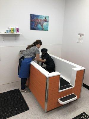 Bod getting a well Spa Treatment at Dove's Dog Academy