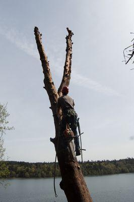 Carpenter Tree Service