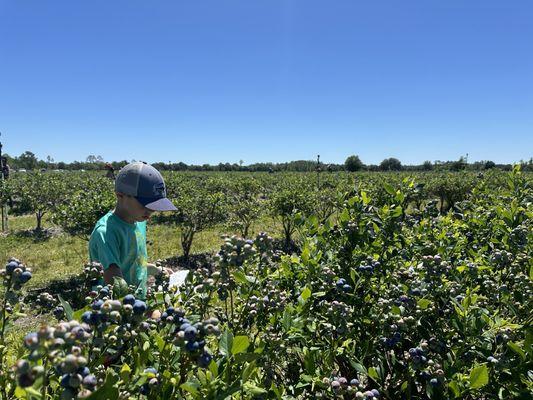 Picking blueberries