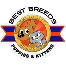 Best Breeds Puppies and Kittens