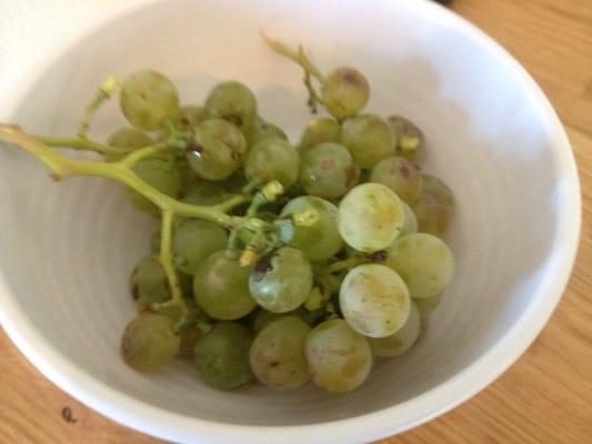 Muscat grapes