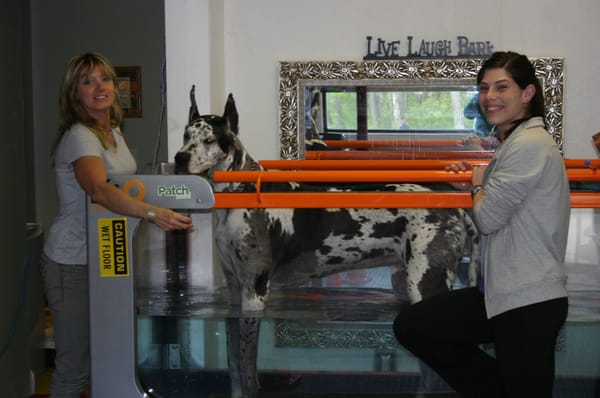 Northborough Canine Rehabilitation & Fitness Center