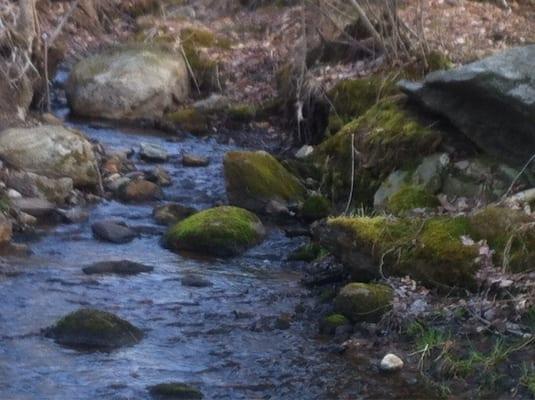 Stream along main trail.