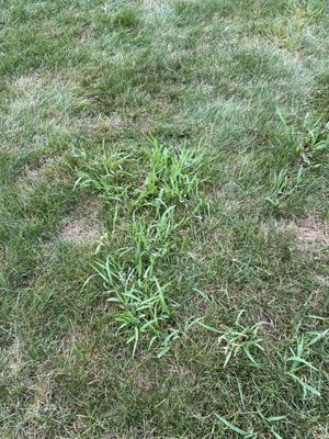 Still more crabgrass