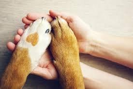 The Peaceful Paw- in home Dog Massage