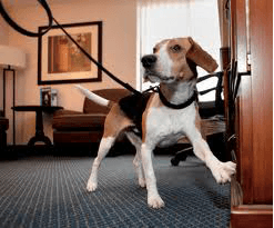 Heidi, the Bed Bug sniffing dog!